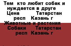 Тем, кто любит собак и нуждается в друге. › Цена ­ 100 - Татарстан респ., Казань г. Животные и растения » Собаки   . Татарстан респ.,Казань г.
